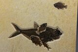 Green River Fossil Fish Mural w/ Diplomystus & Cockerellites #342450-1